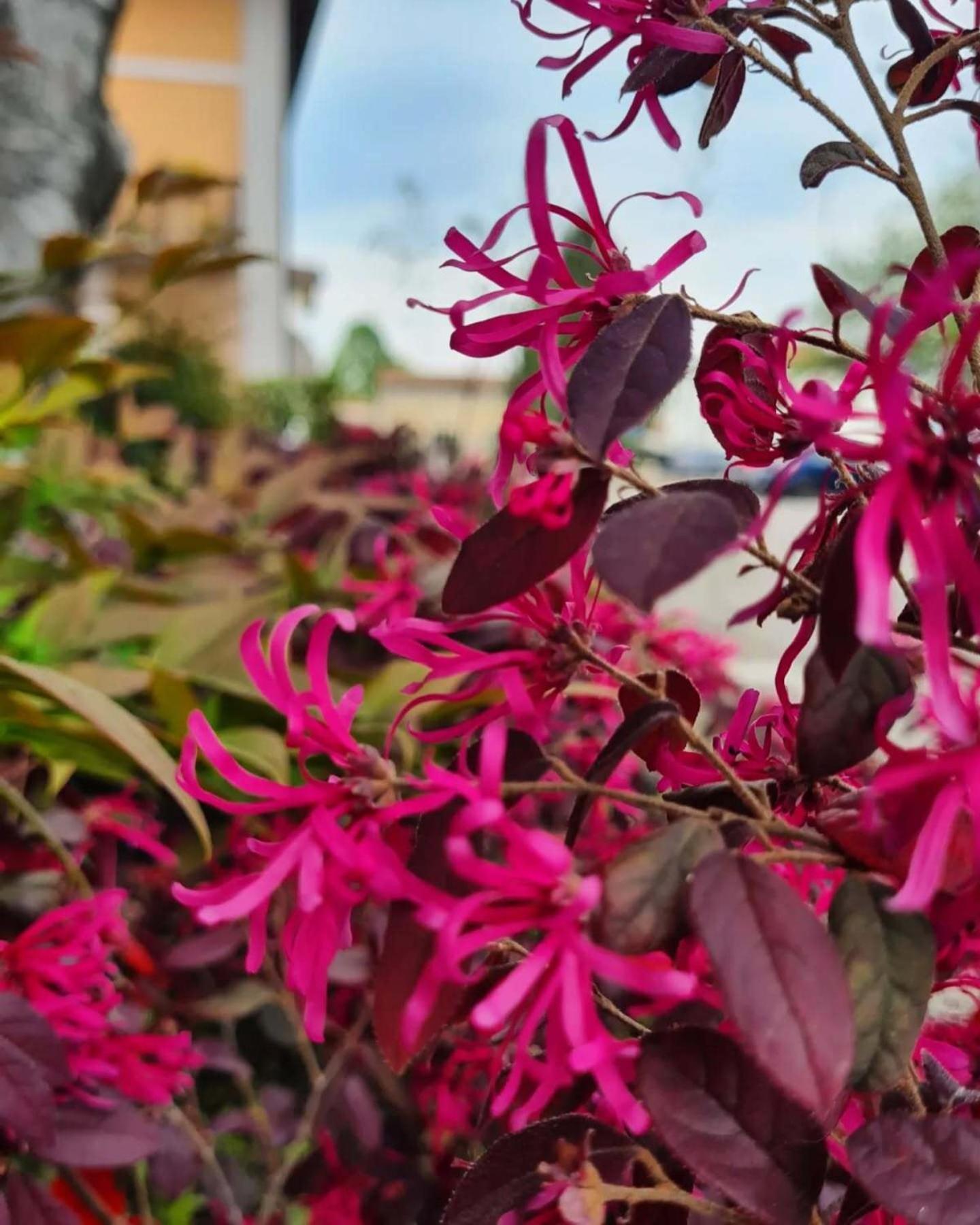فندق 4 Venti Curtatone المظهر الخارجي الصورة